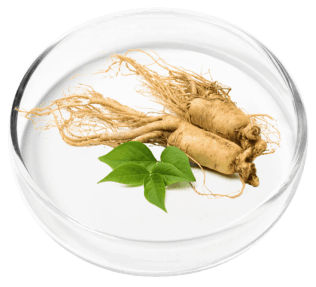 ginseng