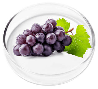 resveratrol